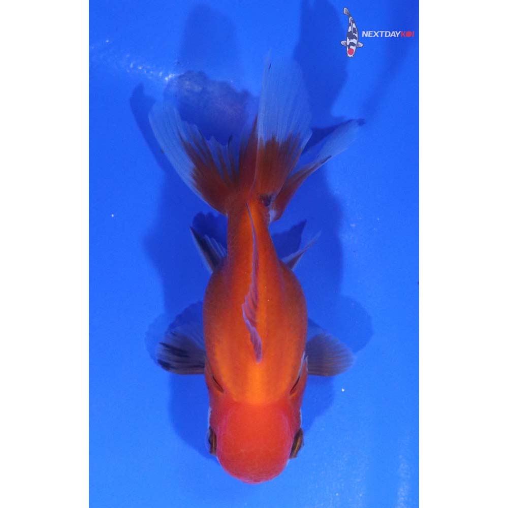 3.5” Imported Red and White Oranda