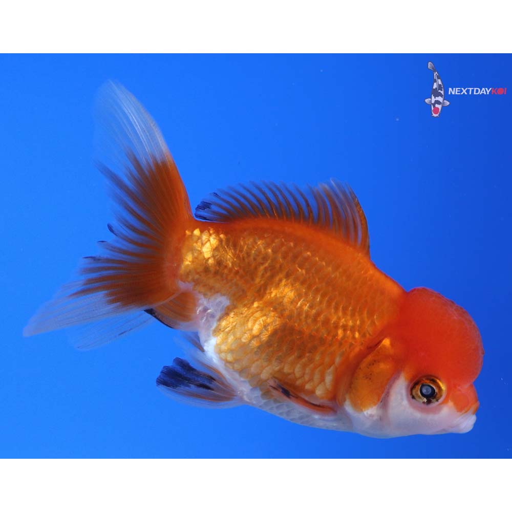 3.5” Imported Red and White Oranda