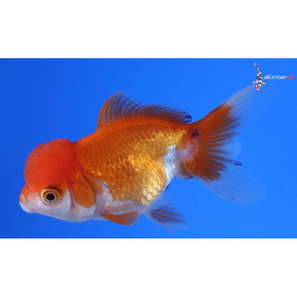 3.5” Imported Red and White Oranda
