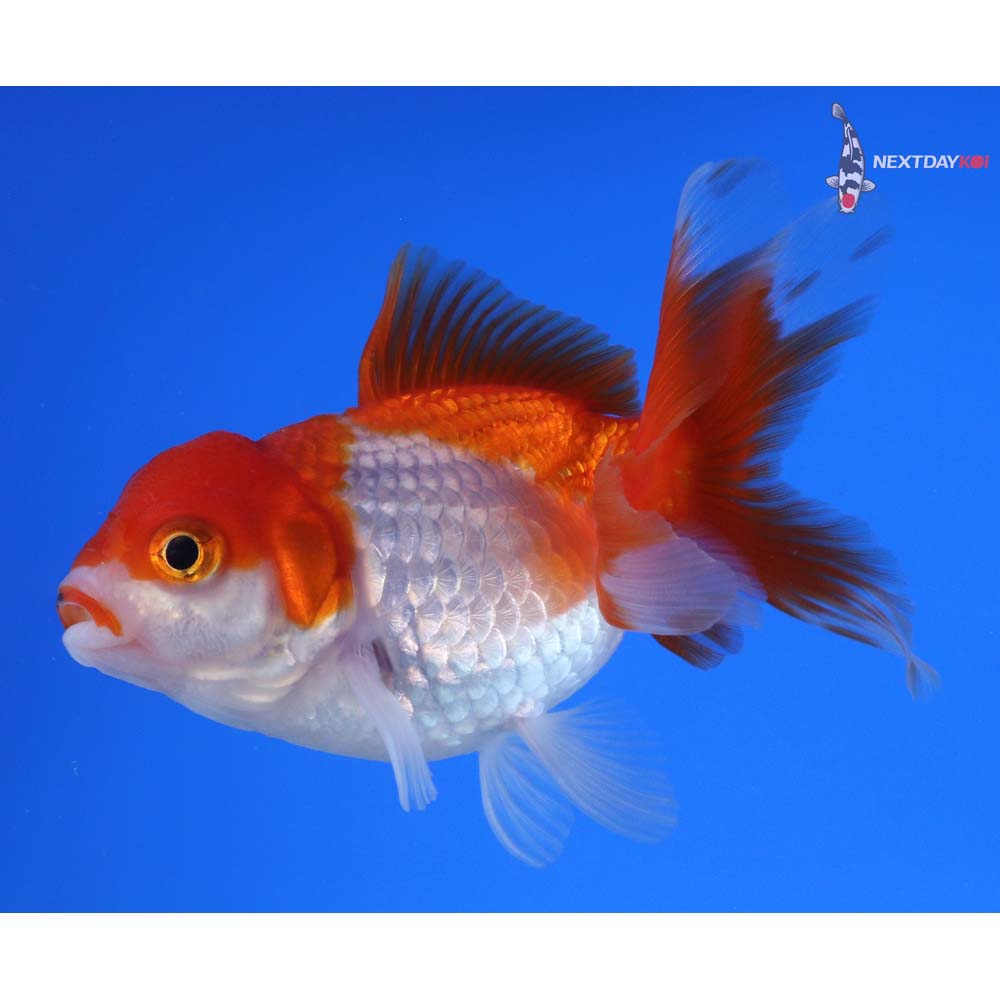 4” Imported Red and White Oranda
