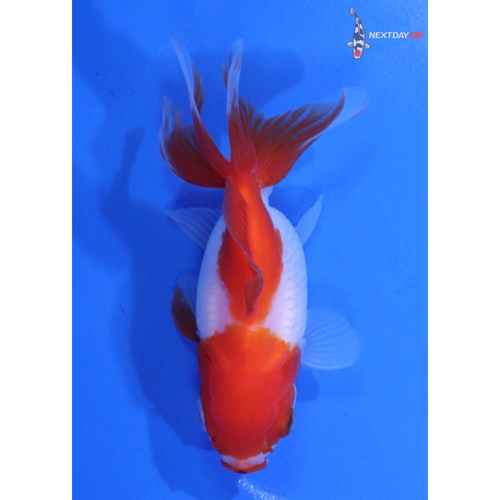 4” Imported Red and White Oranda
