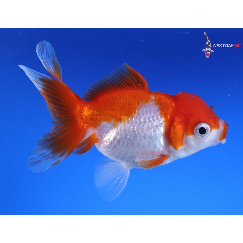 4” Imported Red and White Oranda