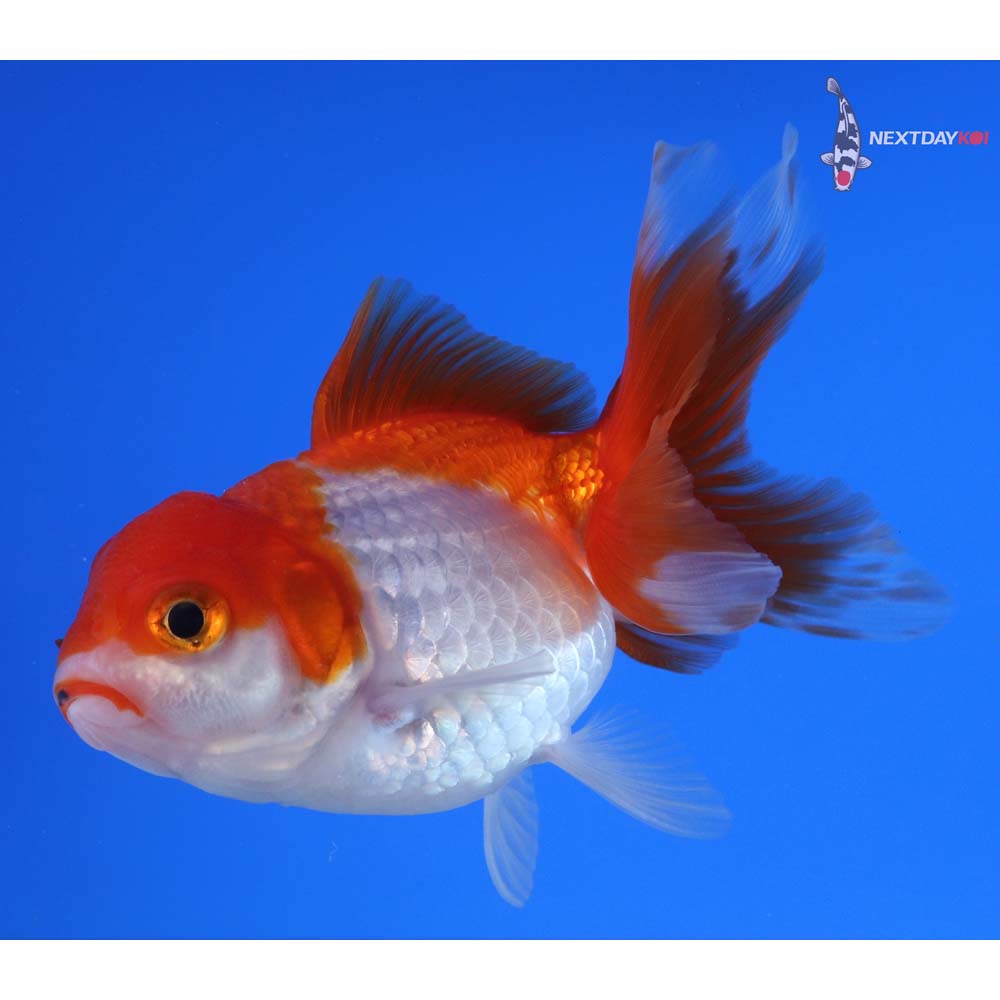 4” Imported Red and White Oranda