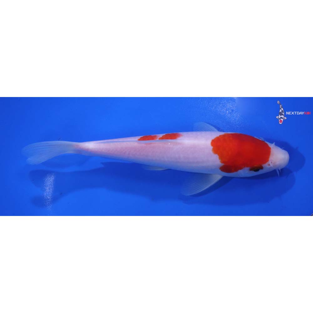 6.5” Imported Kohaku