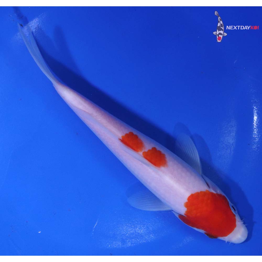 6.5” Imported Kohaku