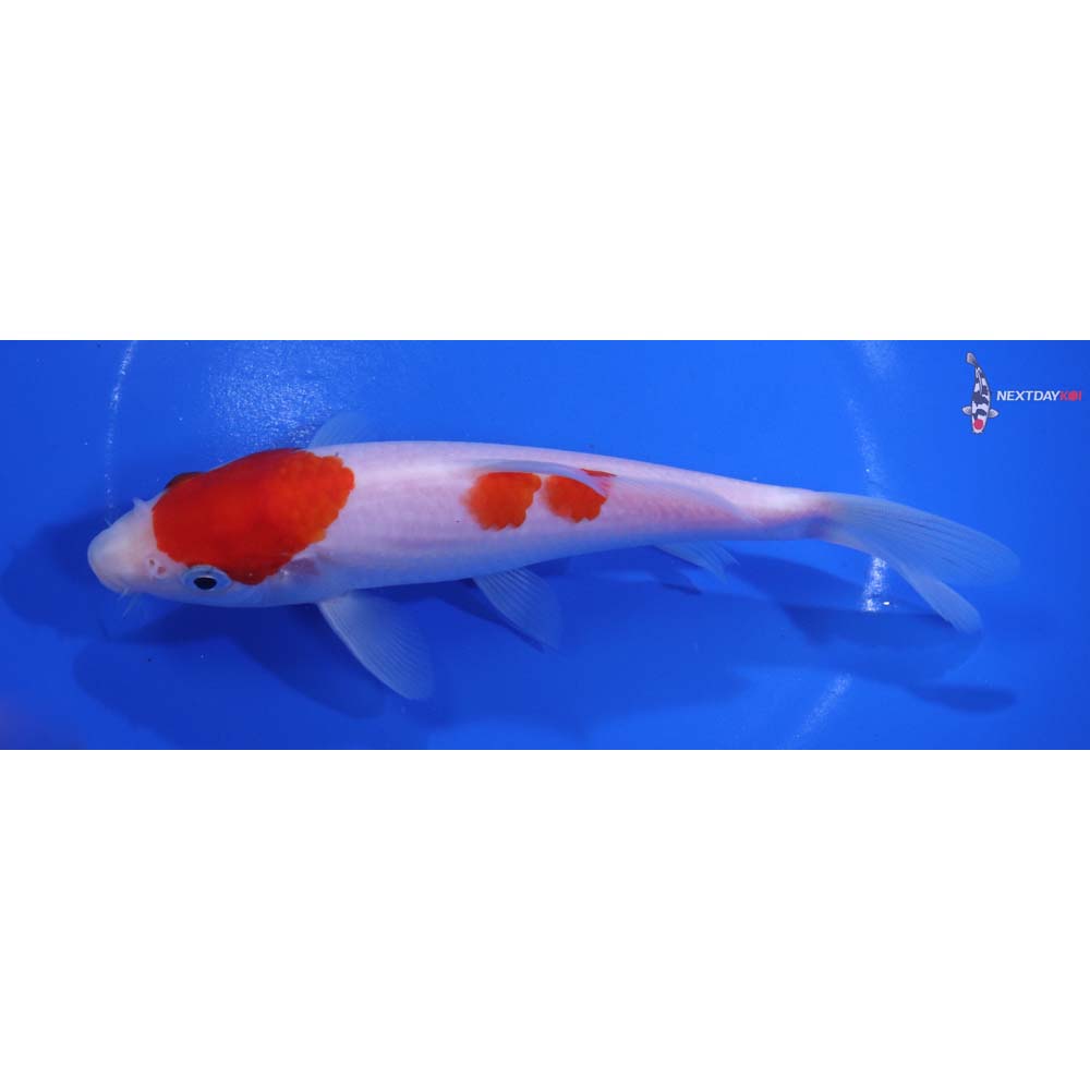 6.5” Imported Kohaku