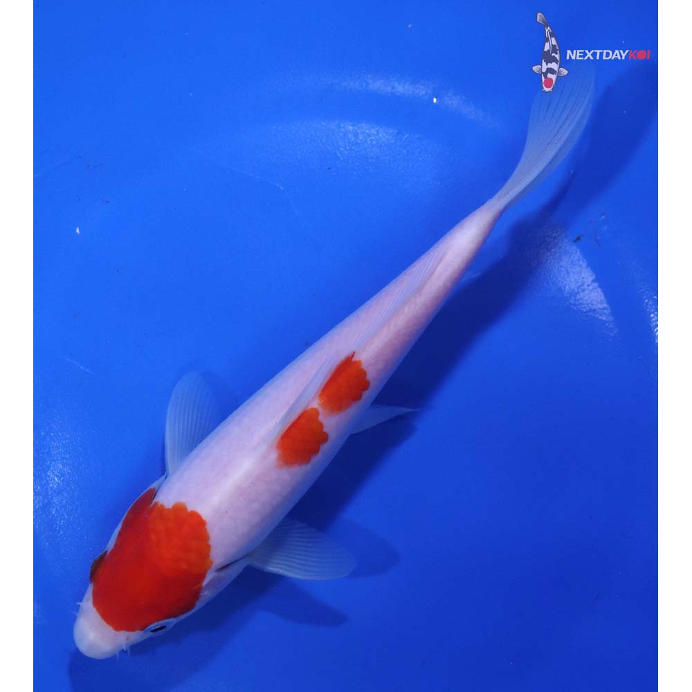 6.5” Imported Kohaku