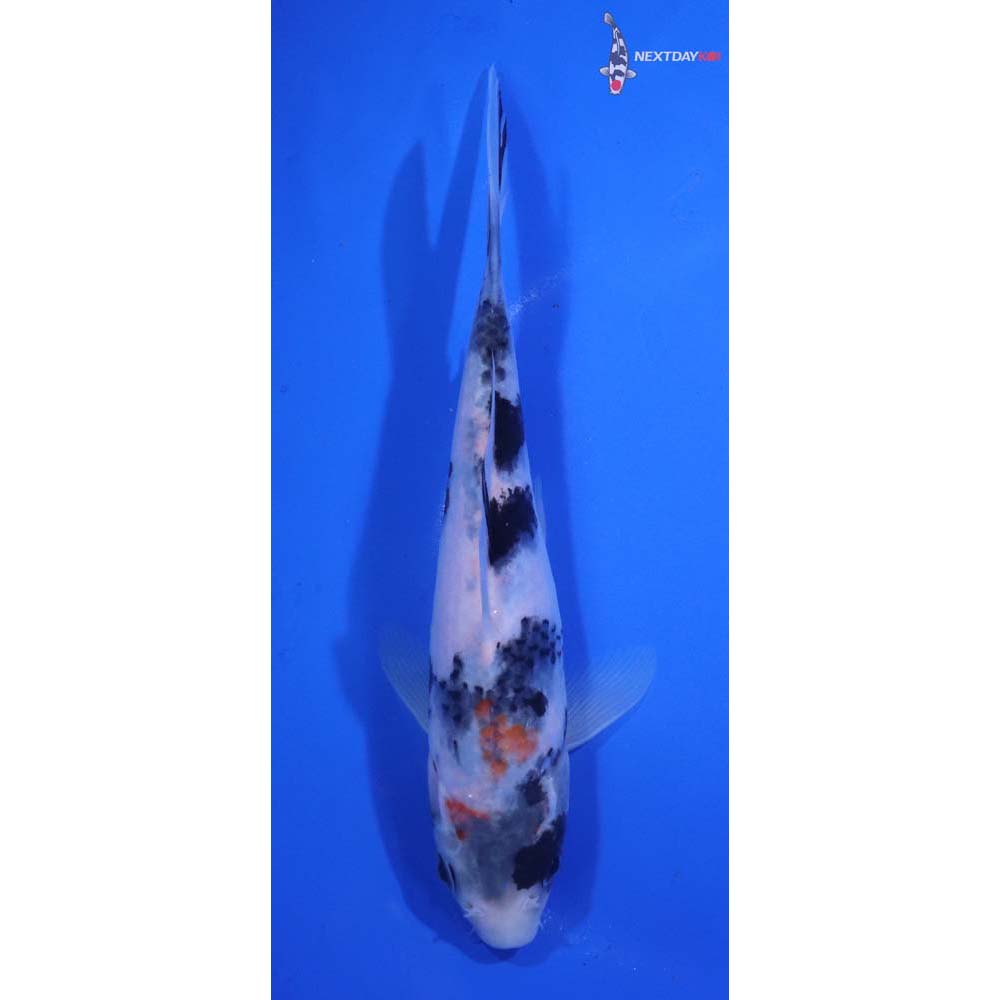 6.5” Imported Beni Matsukawabakke