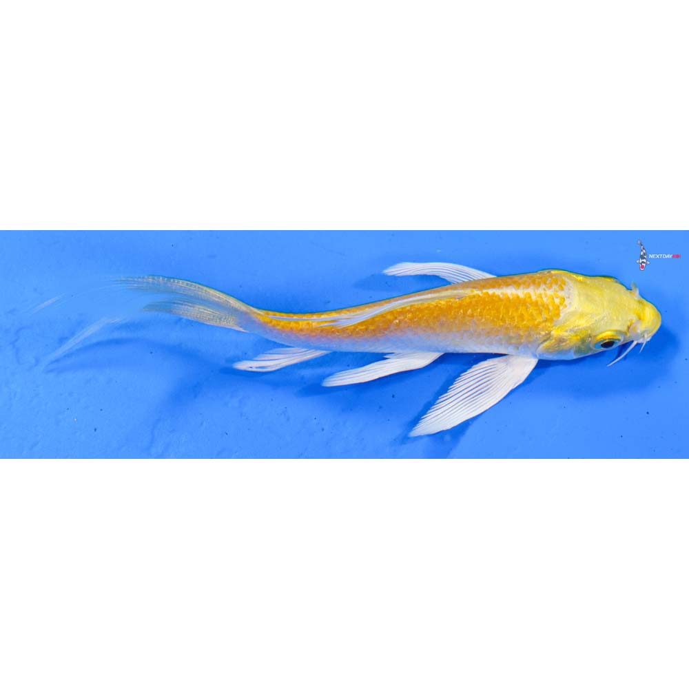 4” Imported Lemon Hariwake Butterfly Koi