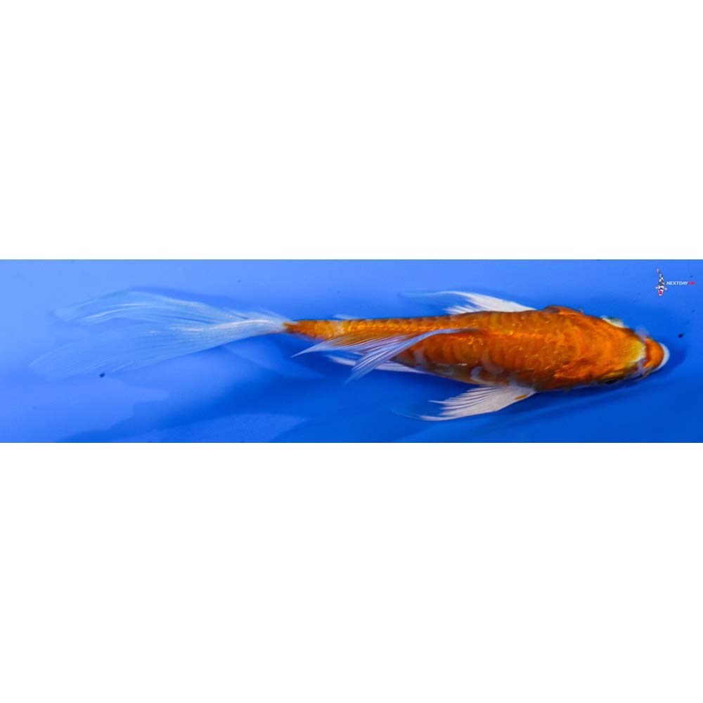 4” Imported Kikusui Butterfly Koi
