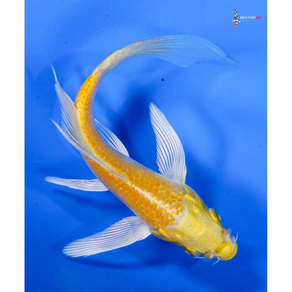 4” Imported Lemon Hariwake Butterfly Koi