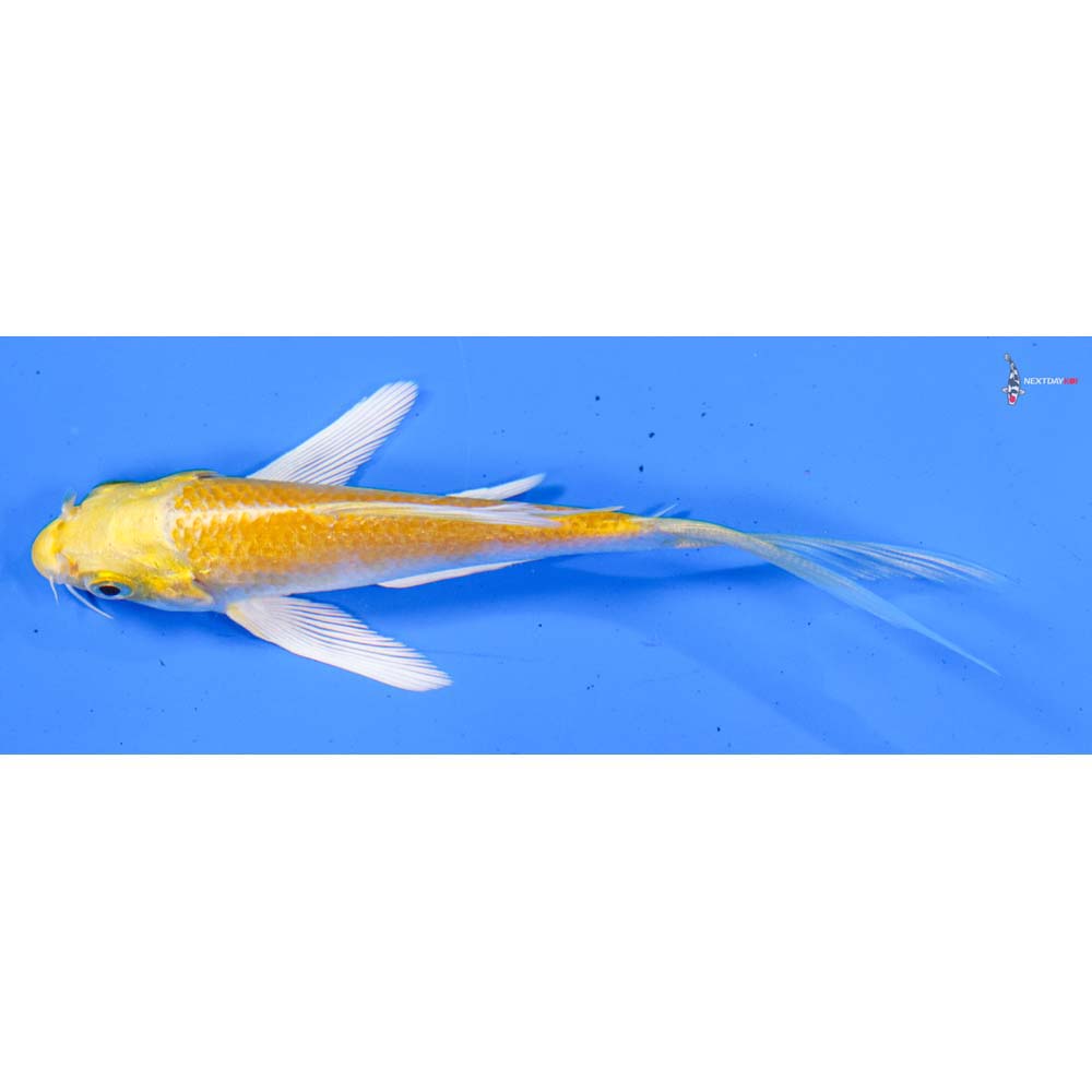 4” Imported Lemon Hariwake Butterfly Koi