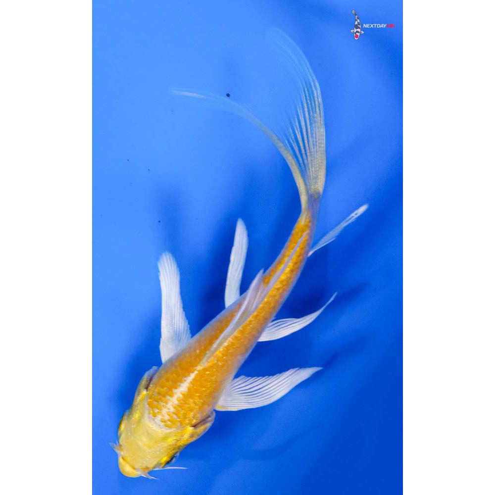 4” Imported Lemon Hariwake Butterfly Koi