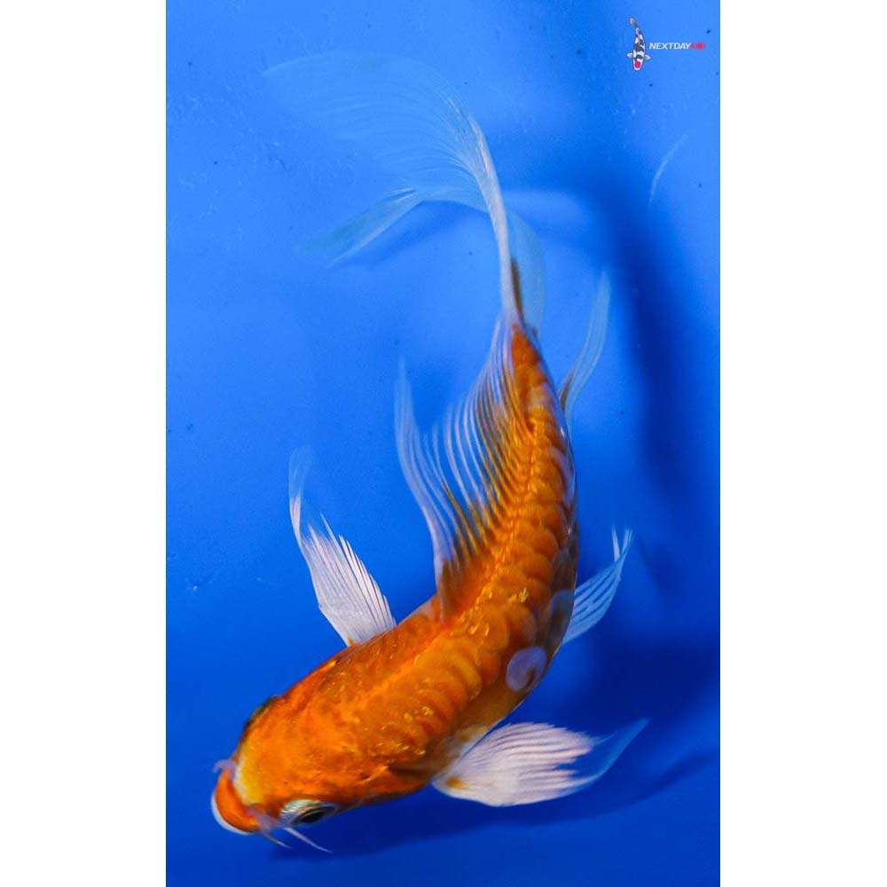 4” Imported Kikusui Butterfly Koi