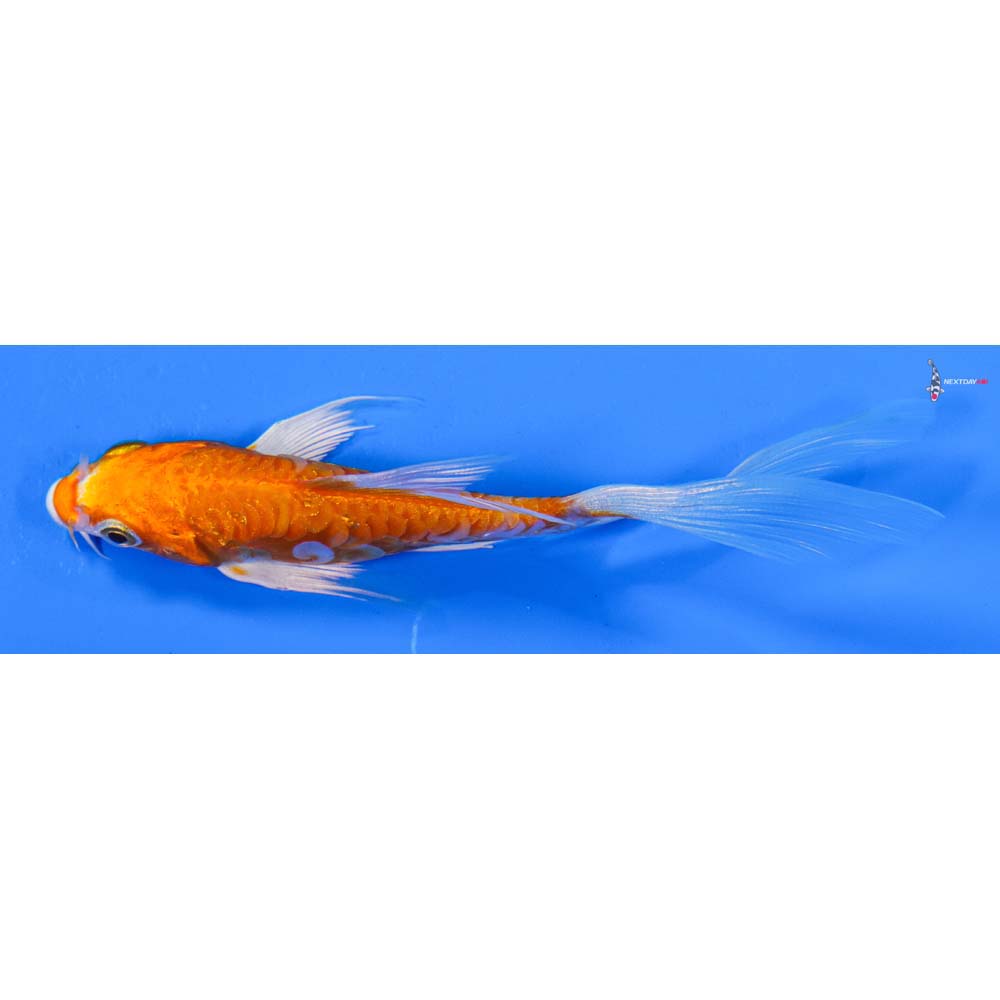 4” Imported Kikusui Butterfly Koi