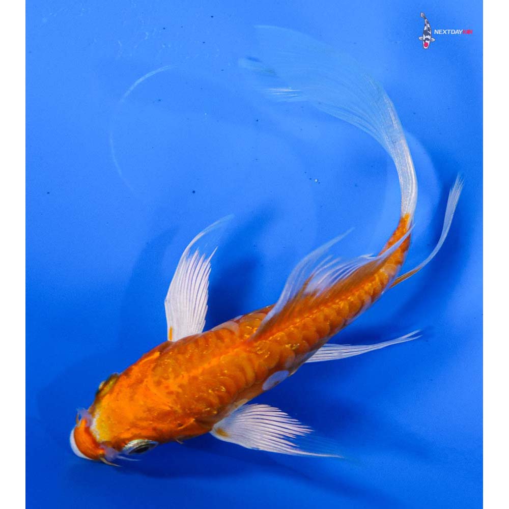 4” Imported Kikusui Butterfly Koi