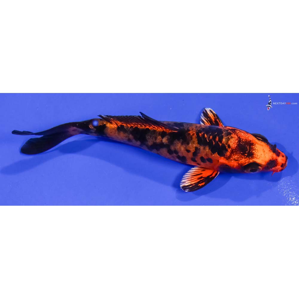 4” Imported Kin Aka Bekko