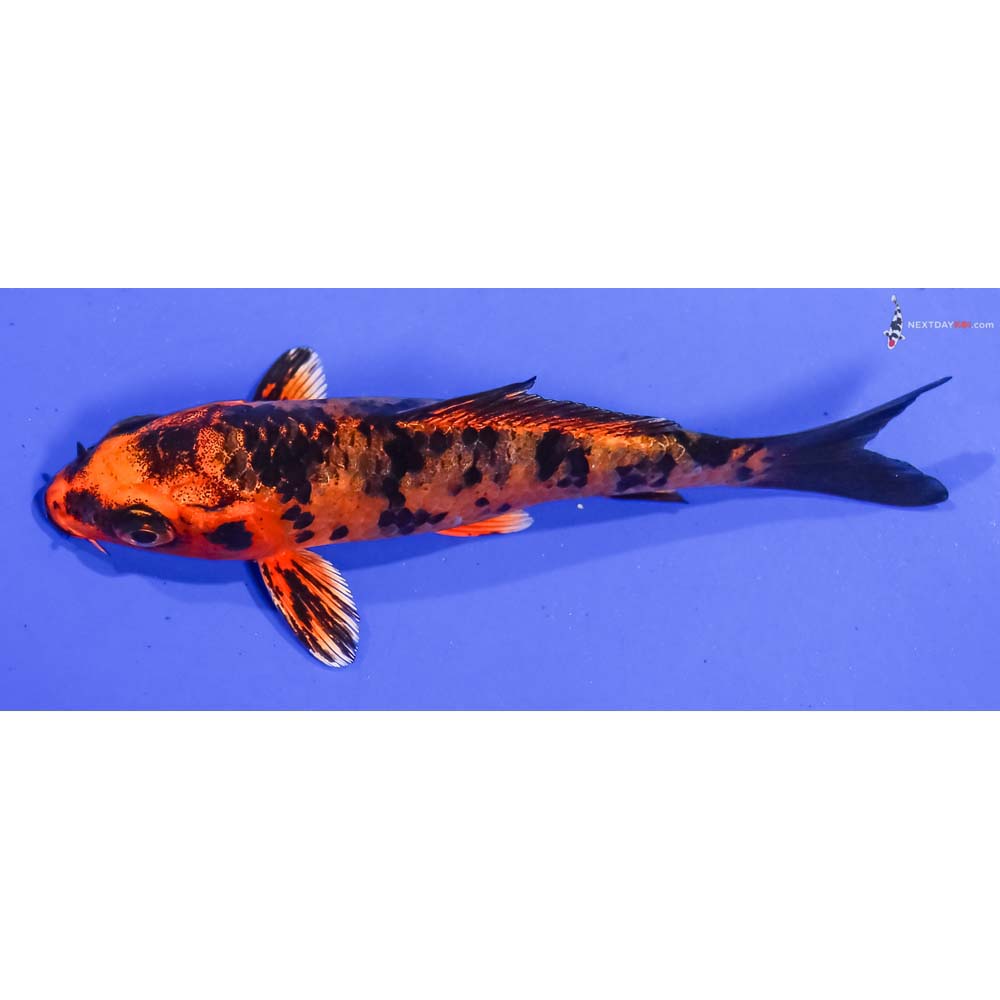 4” Imported Kin Aka Bekko