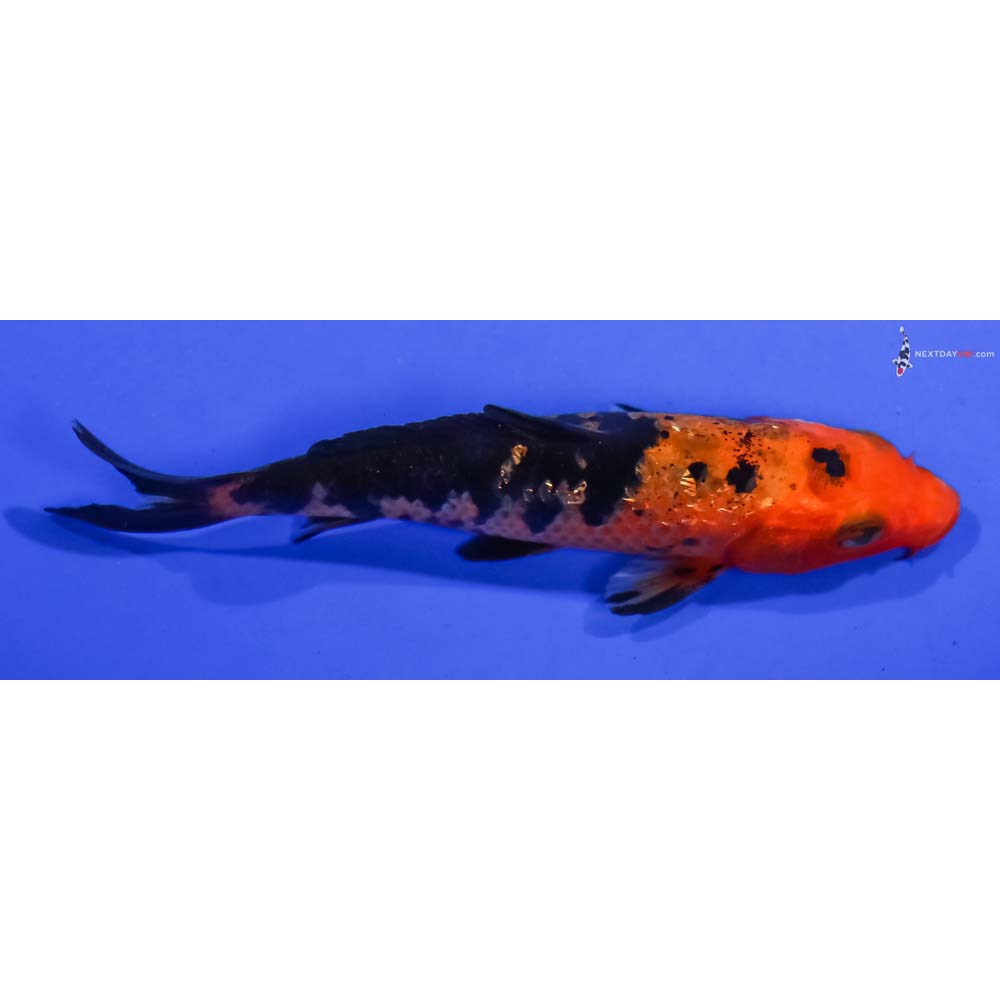 4.5” Imported Gin Rin Aka Bekko