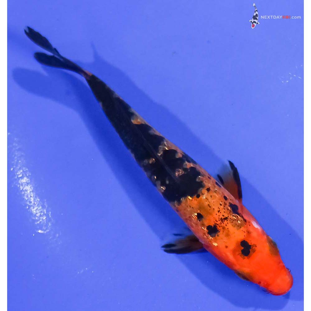 4.5” Imported Gin Rin Aka Bekko