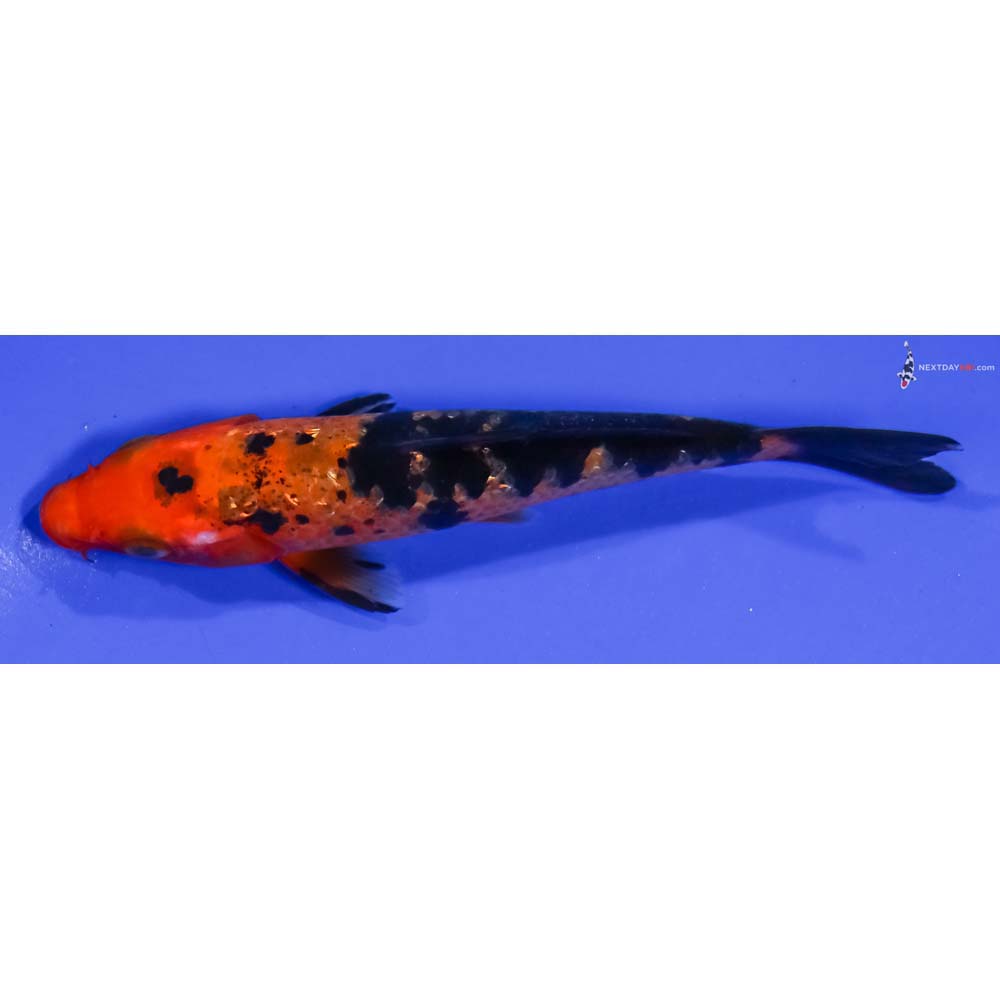 4.5” Imported Gin Rin Aka Bekko