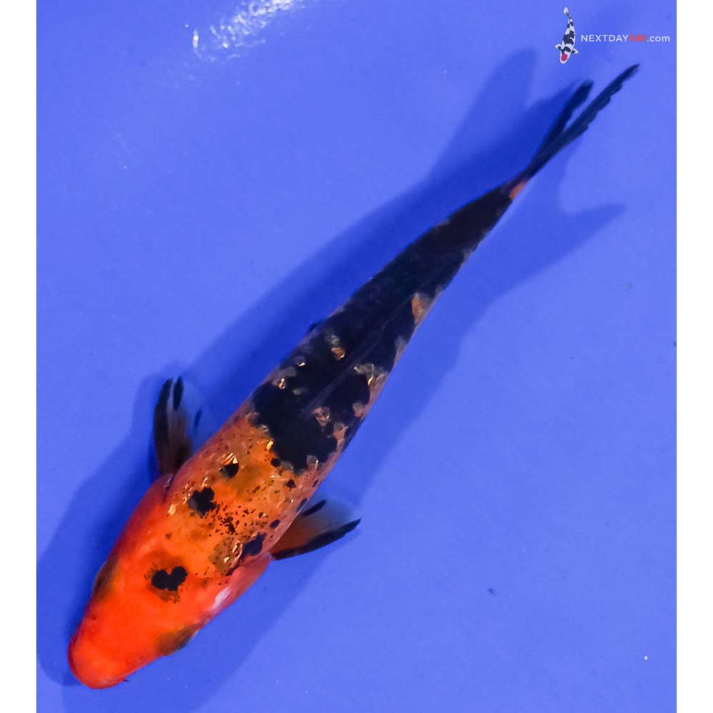 4.5” Imported Gin Rin Aka Bekko
