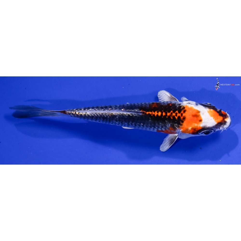 5” Imported Kujaku