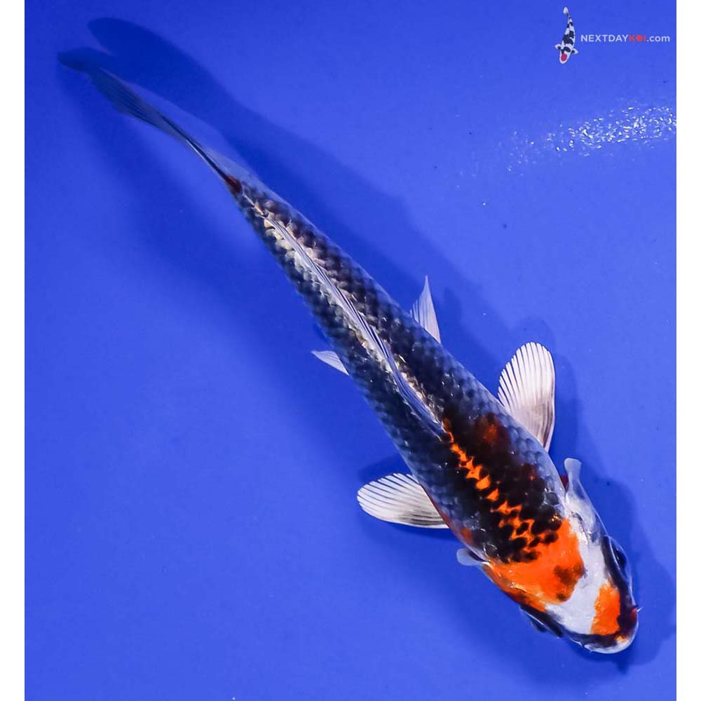 5” Imported Kujaku