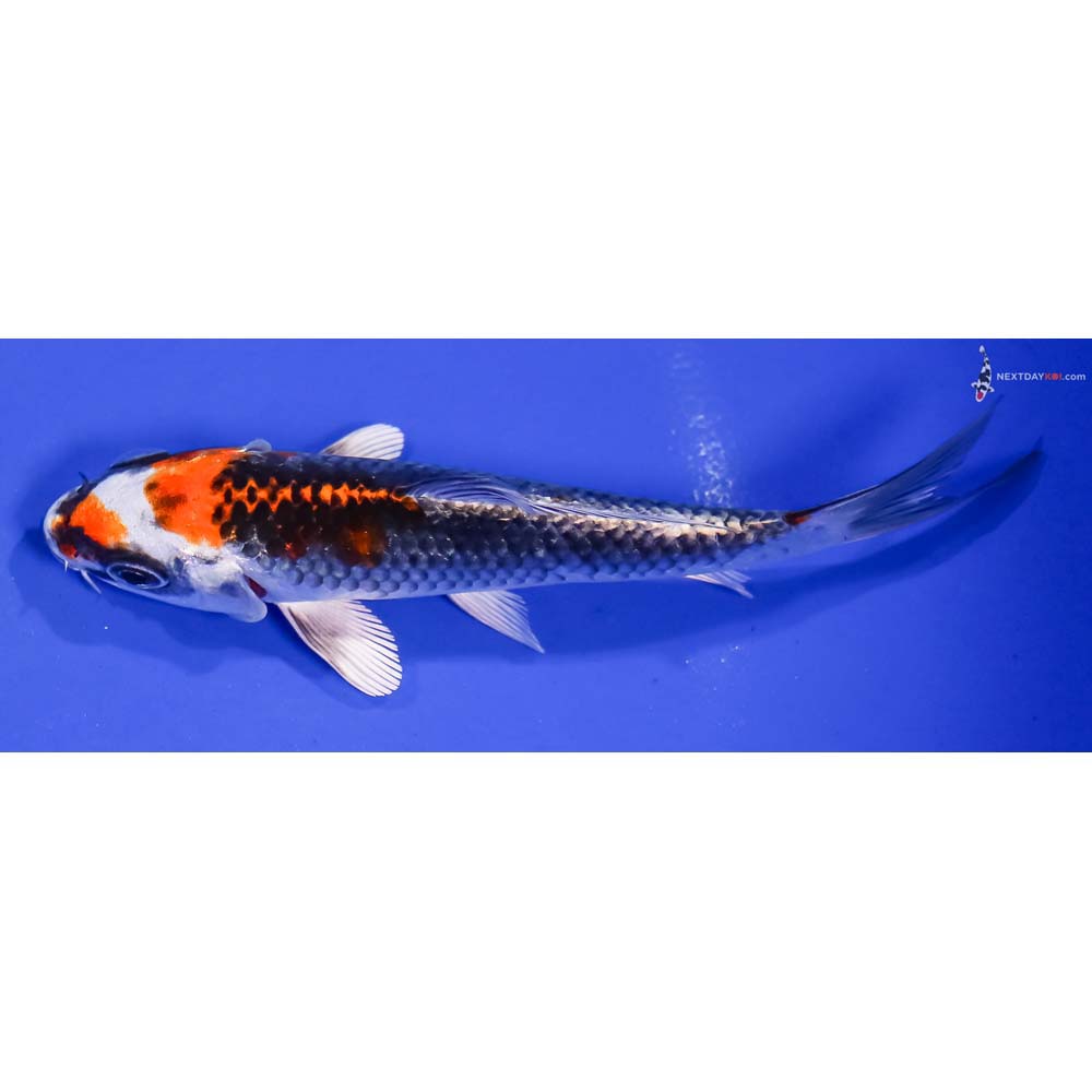 5” Imported Kujaku