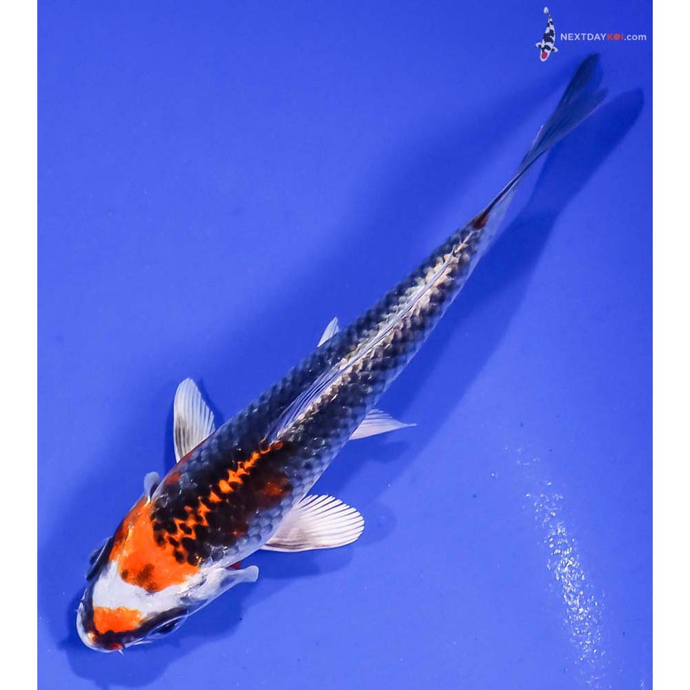 5” Imported Kujaku