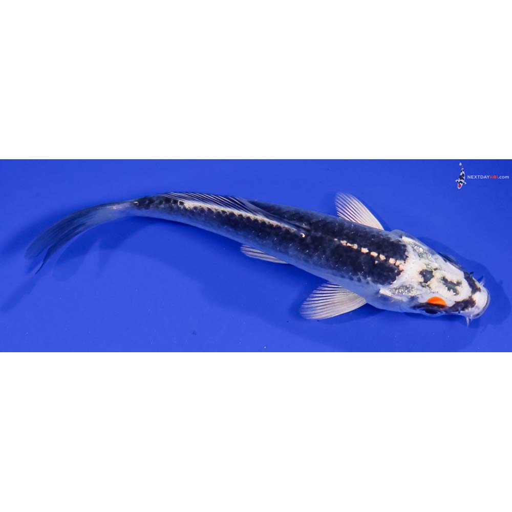 5” Imported Kujaku