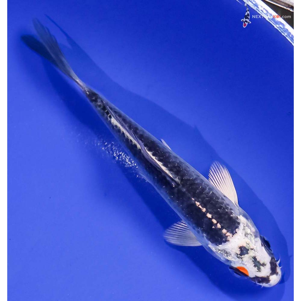 5” Imported Kujaku