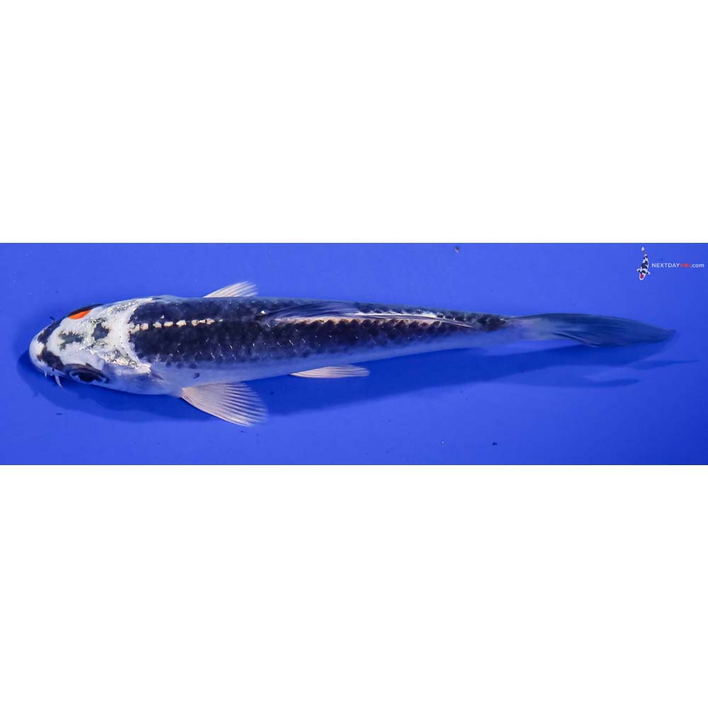 5” Imported Kujaku
