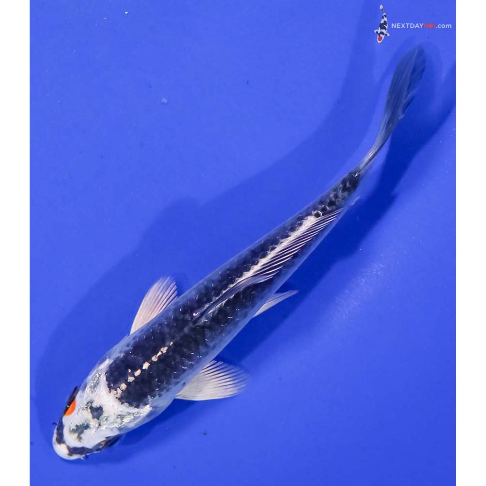 5” Imported Kujaku