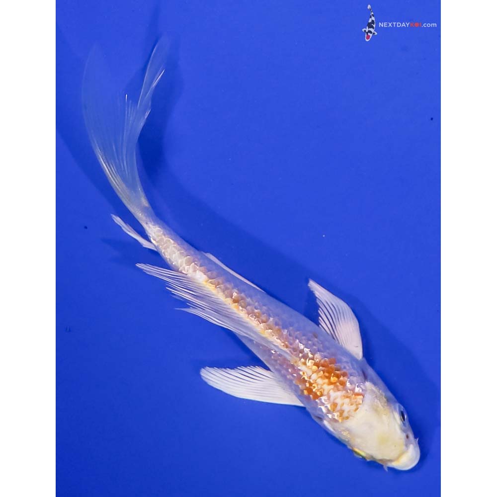 5” Imported Gin Rin Lemon Hariwake Butterfly Koi