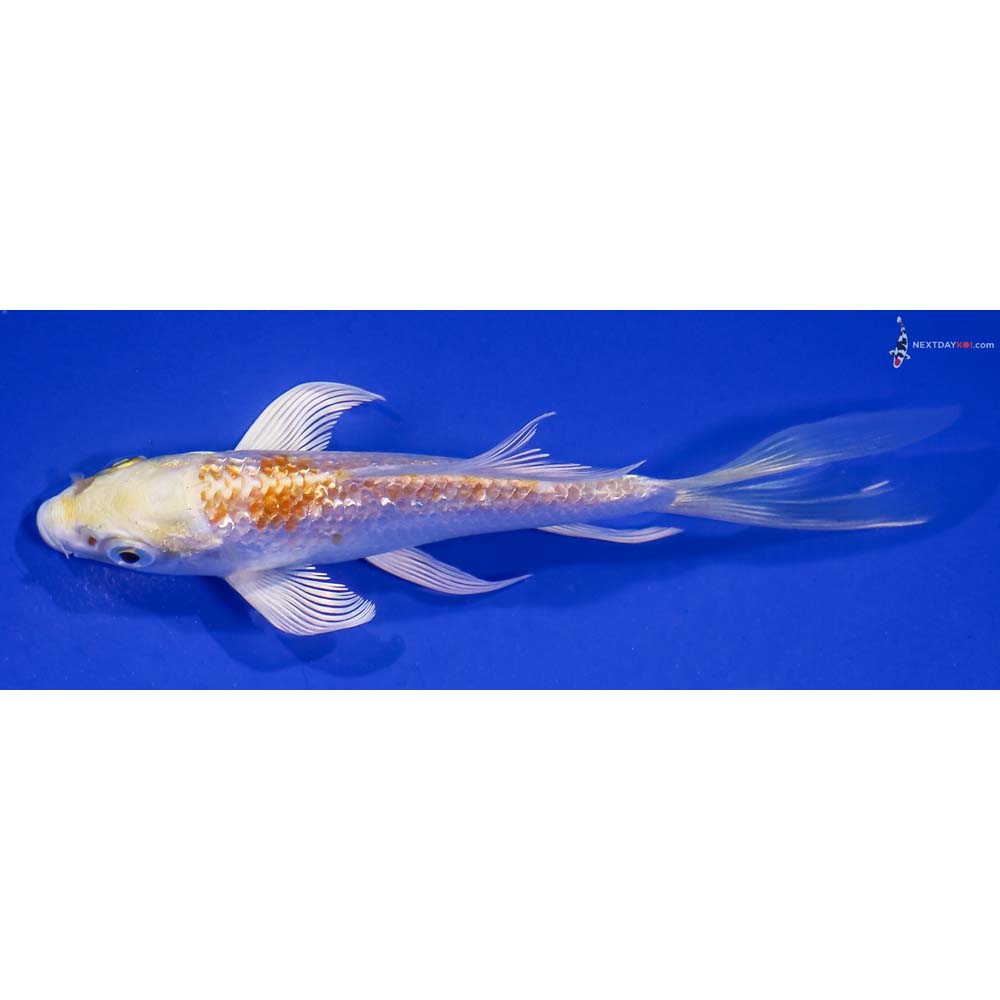 5” Imported Gin Rin Lemon Hariwake Butterfly Koi