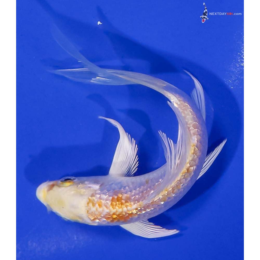 5” Imported Gin Rin Lemon Hariwake Butterfly Koi