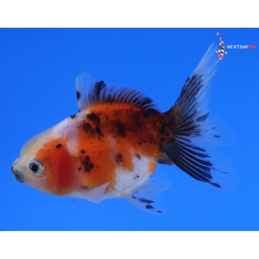 3” Imported Calico Oranda