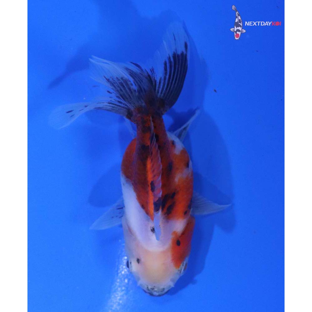 3” Imported Calico Oranda