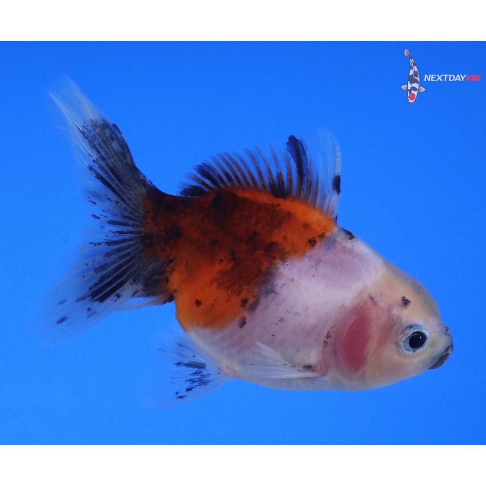 3” Imported Calico Oranda