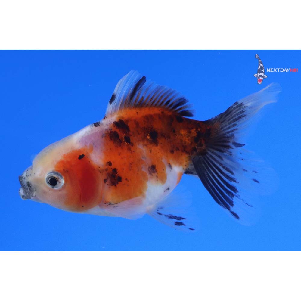 3” Imported Calico Oranda