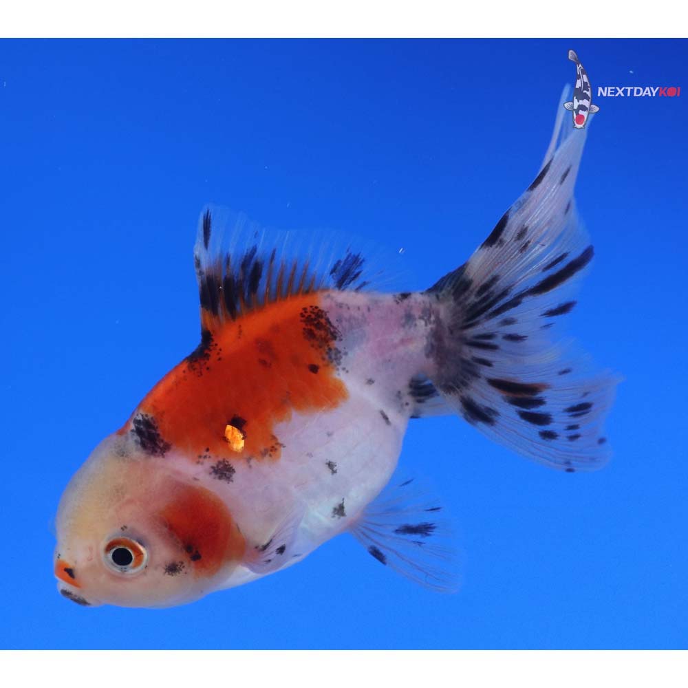 3.5” Imported Calico Oranda