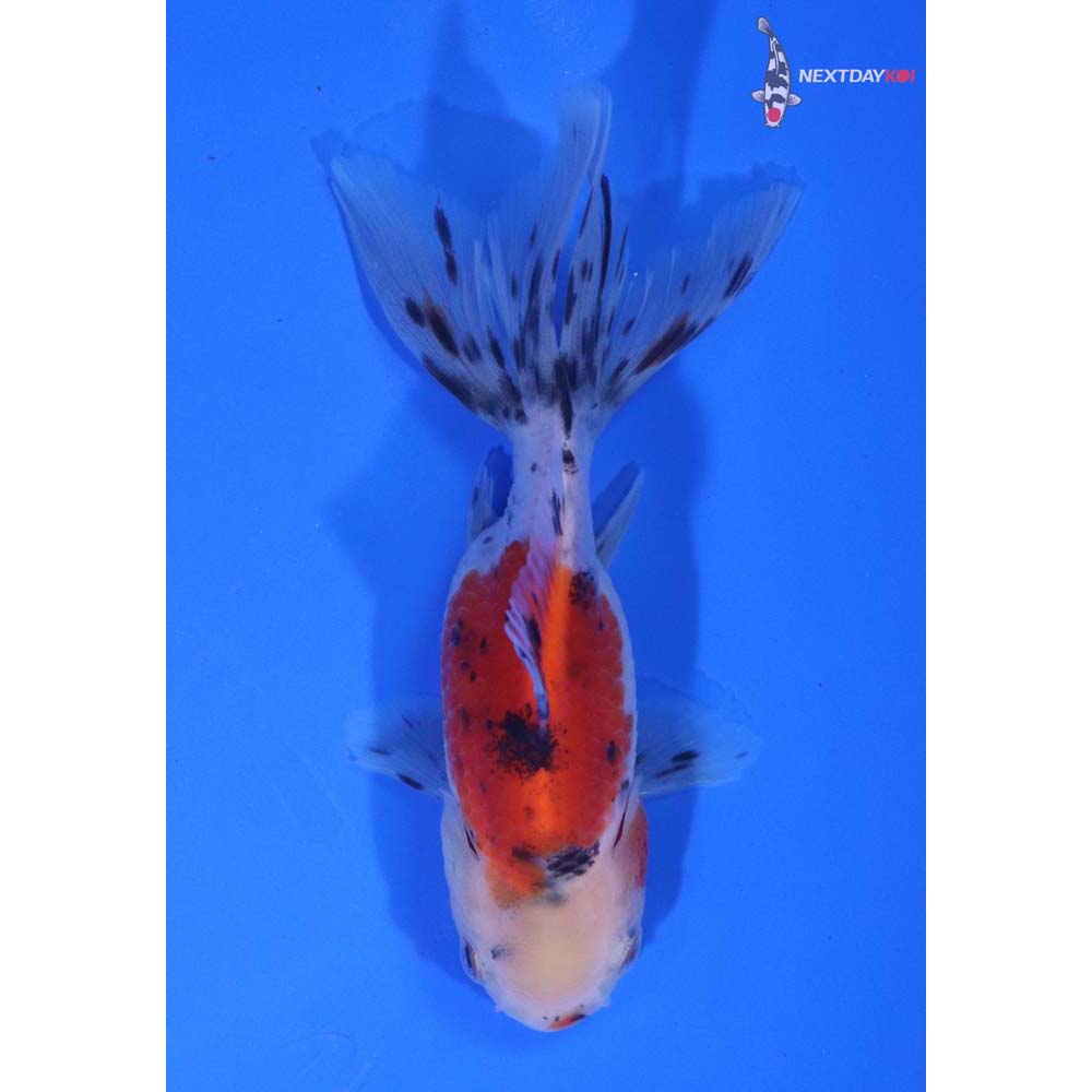 3.5” Imported Calico Oranda