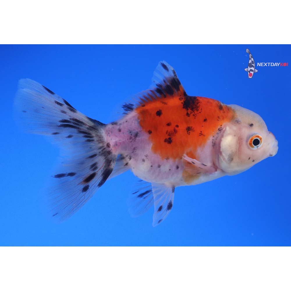 3.5” Imported Calico Oranda