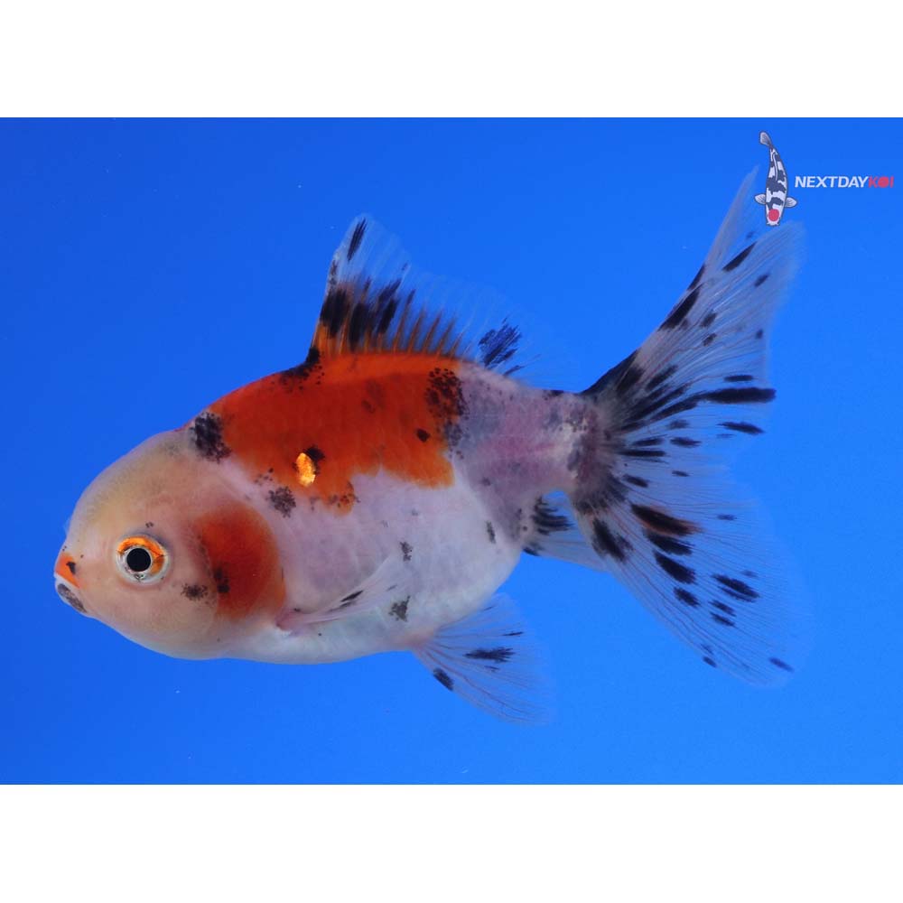 3.5” Imported Calico Oranda