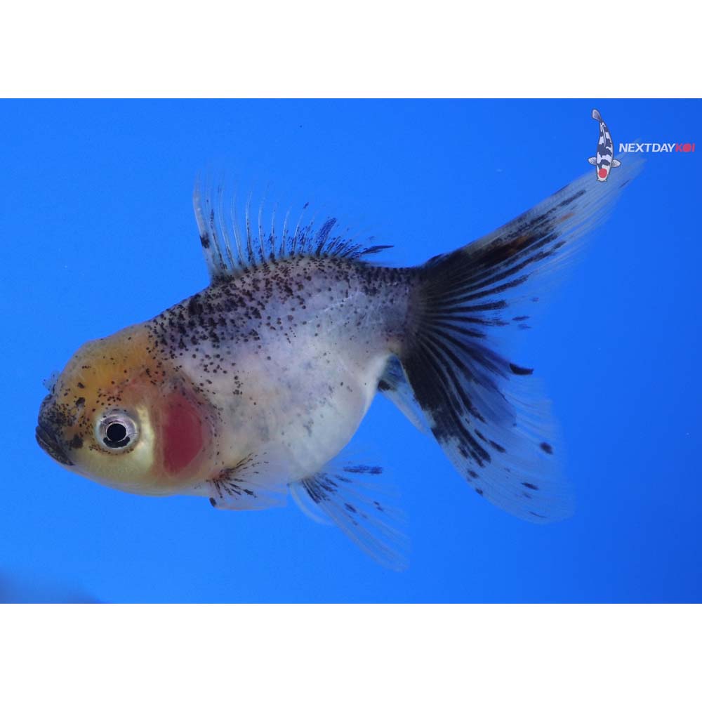 3.5” Imported Calico Oranda