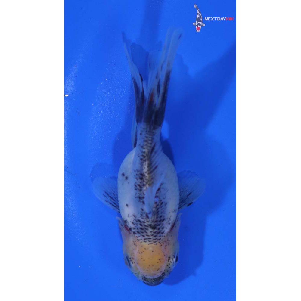 3.5” Imported Calico Oranda