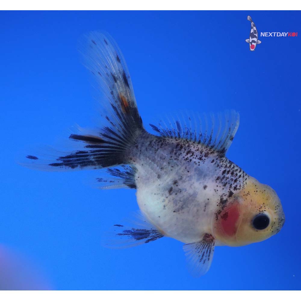 3.5” Imported Calico Oranda