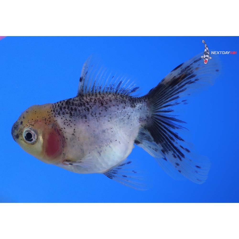 3.5” Imported Calico Oranda