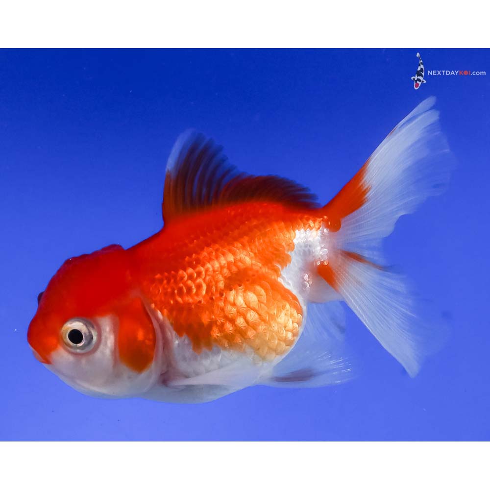 3.5” Imported Red and White Oranda